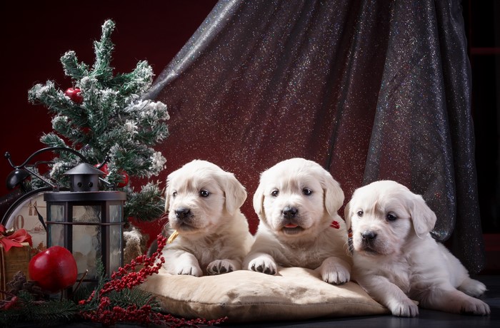Three White Golden Retriever Puppies with Christmas Decorations