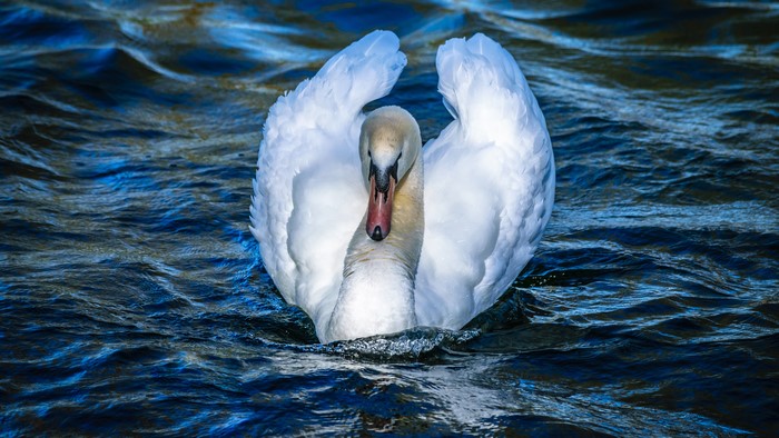 White Swan Swimming in Dark Water