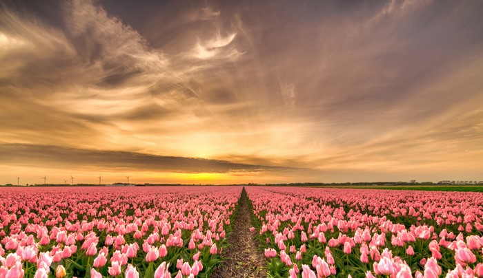 Pink Tulip Field in Netherlands at Sunset