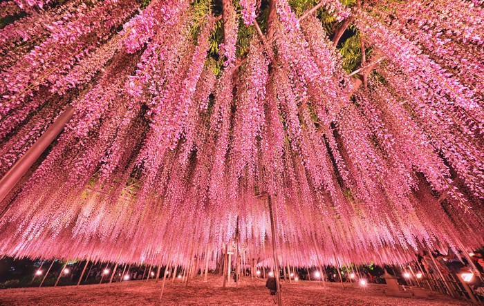 Pink Wisteria flowers in a park in Japan