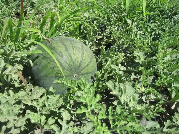 Watermelons growing in a field