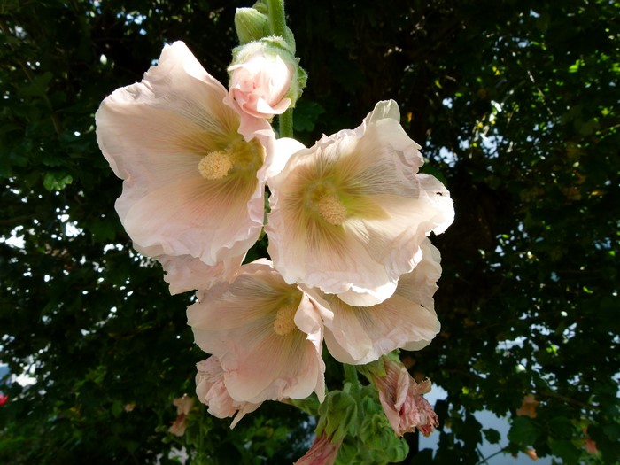 Close-up of pale pink hollyhock flowers