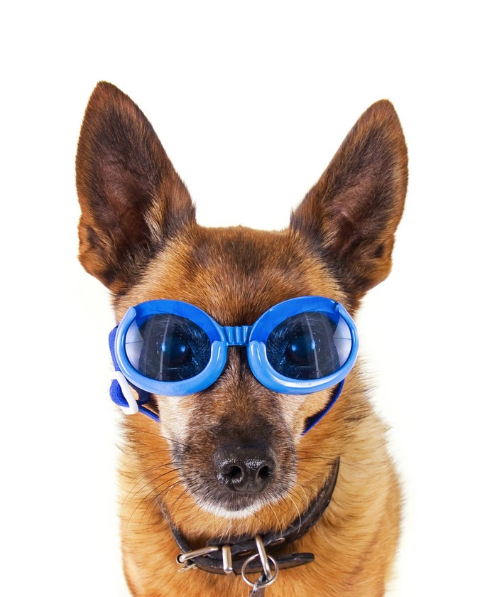 Dog wearing blue swimming goggles