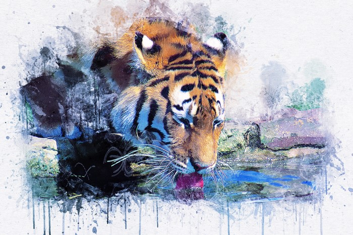Tiger drinking water in a watercolor painting