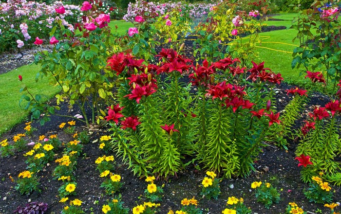Queen Elizabeth Park with Lilies and Roses