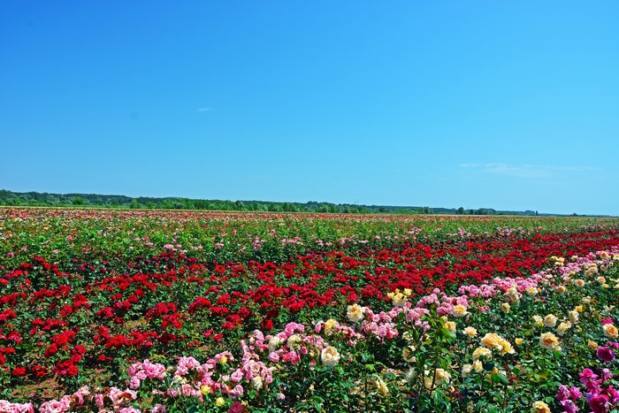 A field of roses in bloom under a clear blue sky