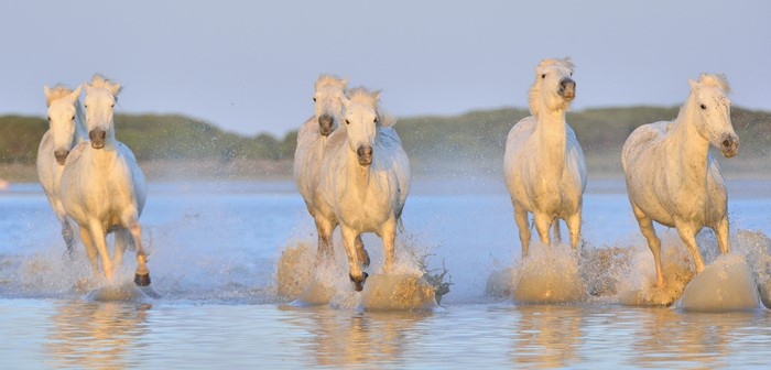 White horses running through water