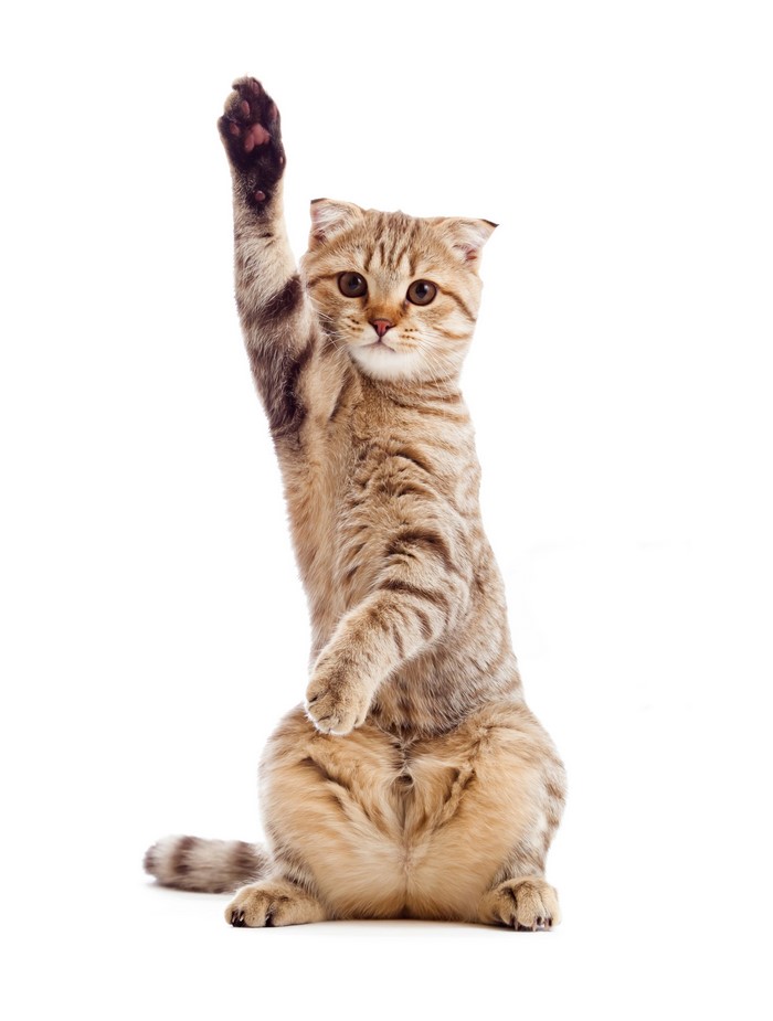 Scottish Fold cat raising its paw