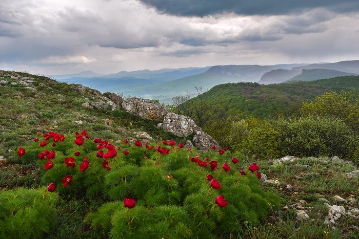 Red Poppies on a Rocky Hillside in Crimea