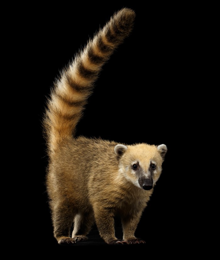 South American coati with striped tail on black background