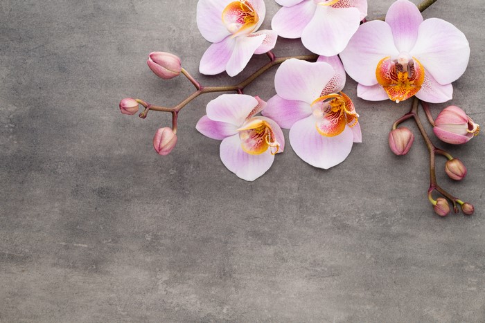 Pink orchids on a gray background