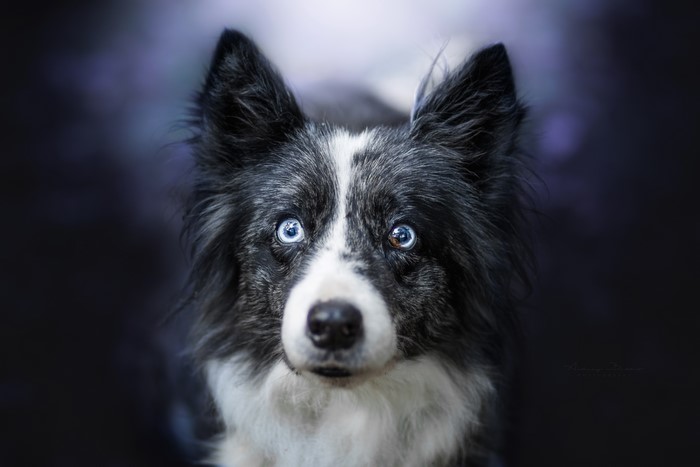 Border Collie with striking blue eyes