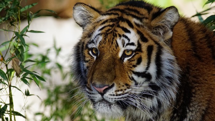Tiger looking to the side