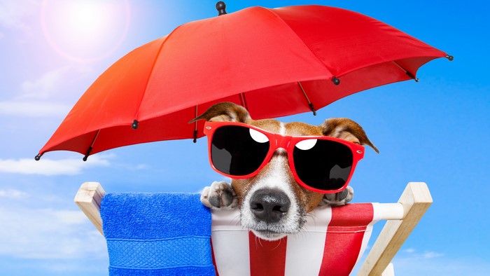 Jack Russell terrier wearing sunglasses under a red umbrella