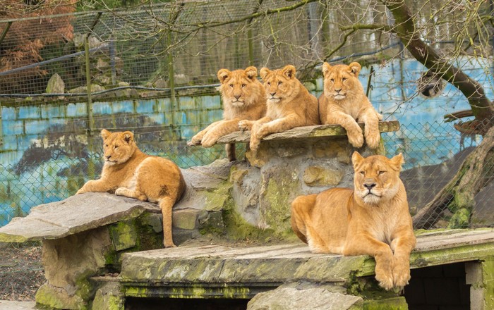 Group of lions resting on rocks in an enclosure
