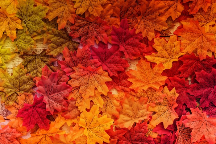 Autumn Maple Leaves Texture