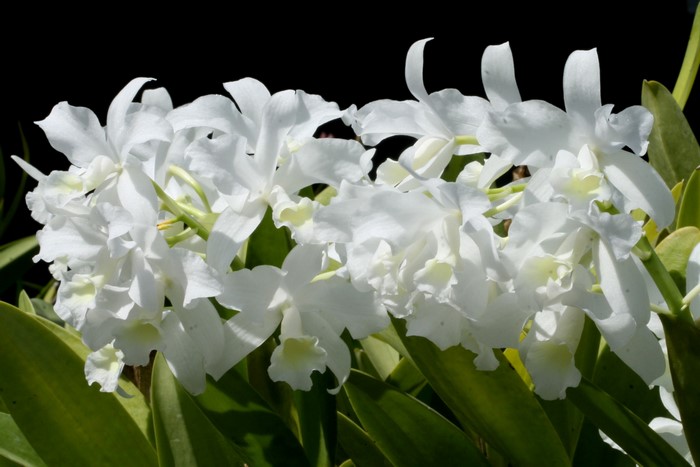 White orchids with green leaves