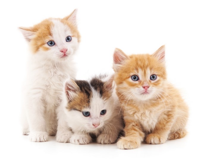Three Adorable Kittens with Blue Eyes