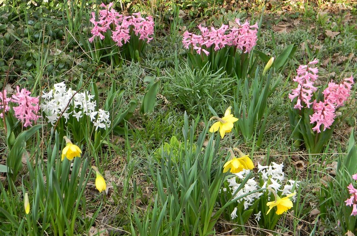 Pink and white hyacinths with yellow daffodils in a garden