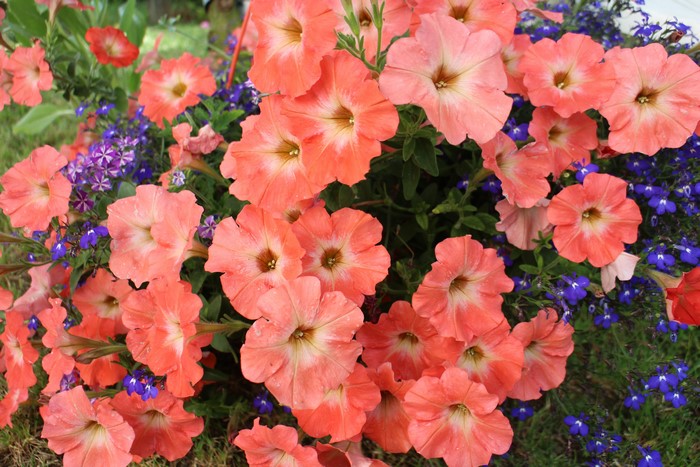 Close-up of coral petunias and blue lobelia flowers