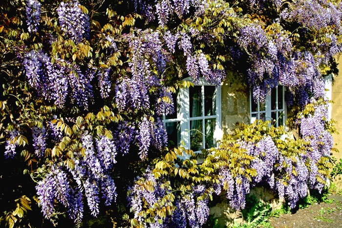 Wisteria flowers cascading over a stone wall with windows