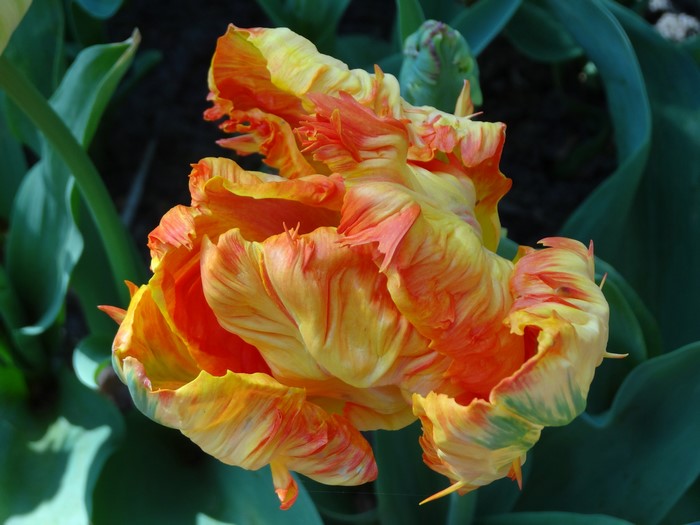 Parrot Tulip flower with ruffled petals