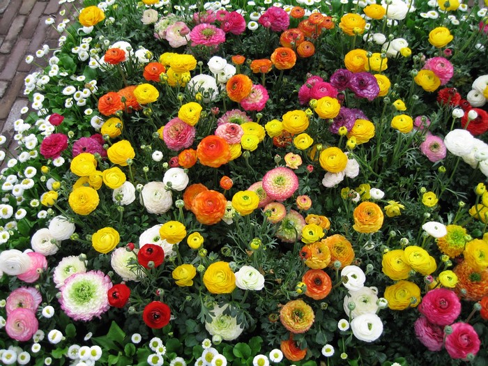 A colorful bed of Ranunculus flowers