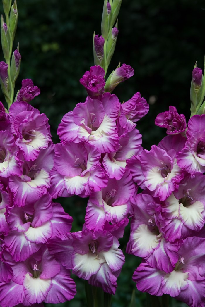 Close-up of purple and white gladiolus flowers
