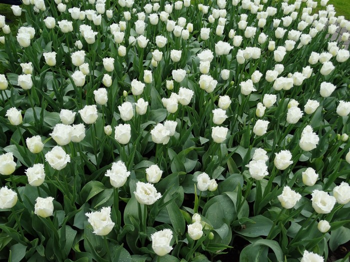 4K White Tulips