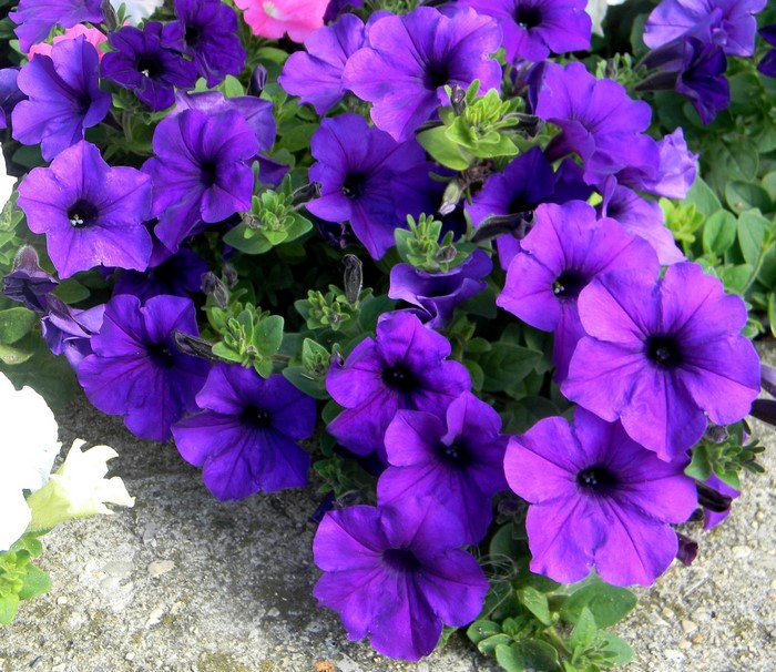 Close-up of vibrant purple petunias