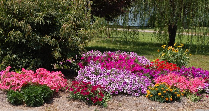 Multicolor flower bed with trees and grass
