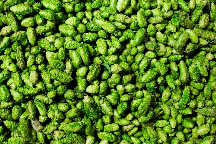 Many green hops close up texture