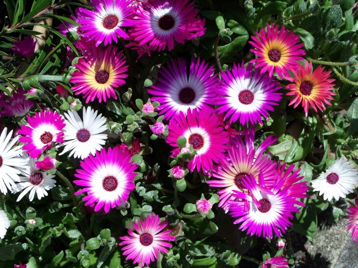 Mesembryanthemum flowers in a close-up view