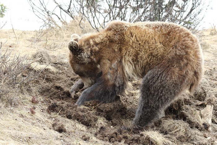 Brown bear digging in the dirt