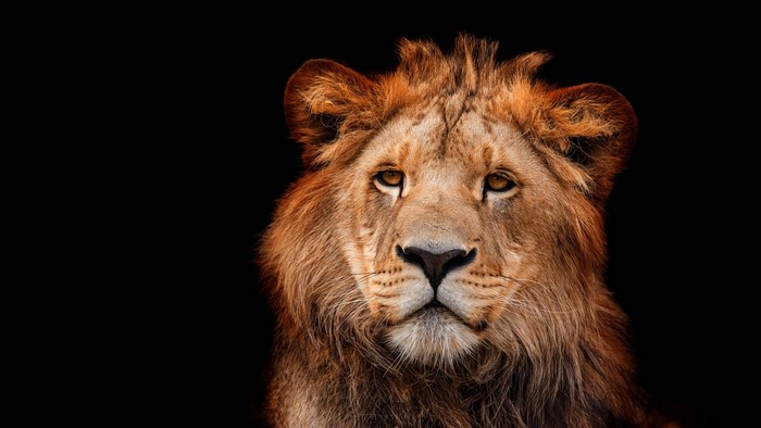 Lion with a black background