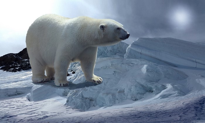 Polar bear on ice floe
