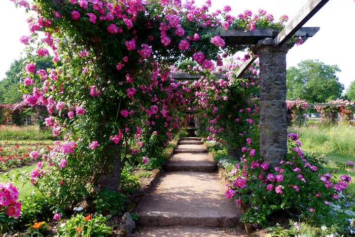 Rose Pergola Path in Darmstadt Park Rosenhoehe, Germany