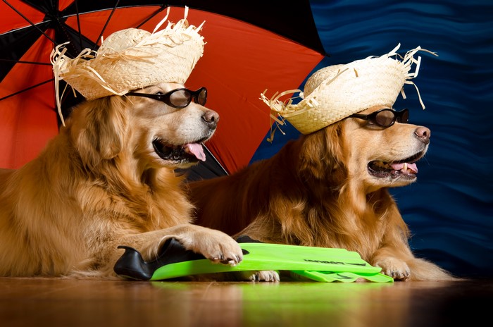 Two Golden Retrievers wearing hats and glasses