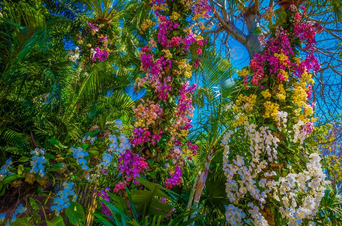 4K Orchids and Palms