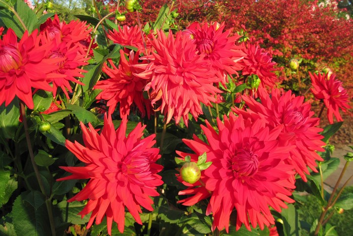 Red Dahlias in Bloom