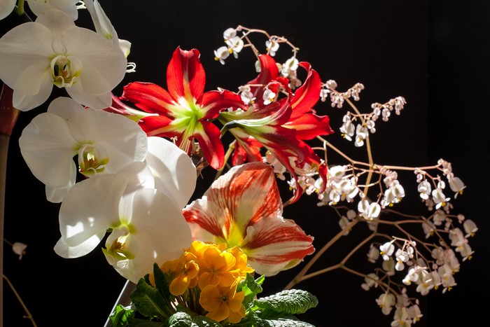 Orchids and Amaryllis with Small White Flowers