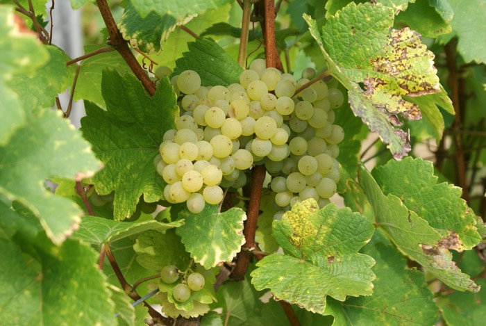 White grapes on a vine with green leaves
