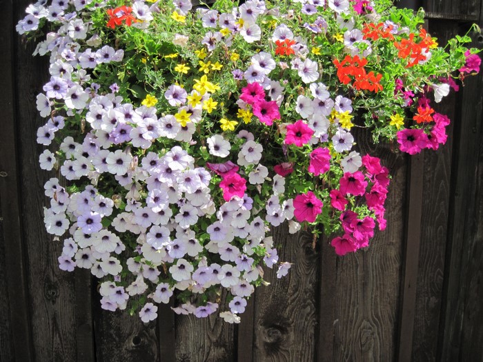 Hanging basket of colorful petunias
