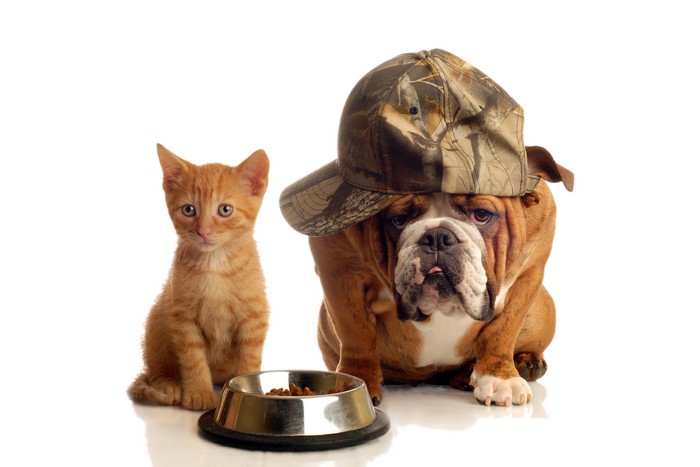 Bulldog and kitten with a bowl of food
