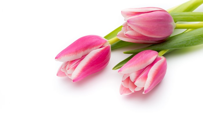Three pink tulips on a white background
