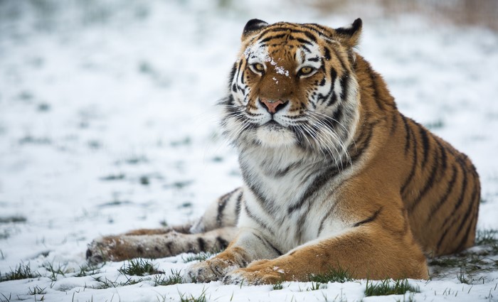 Tiger in the Snow