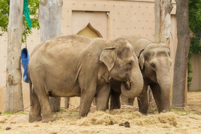 Two elephants eating hay in an enclosure