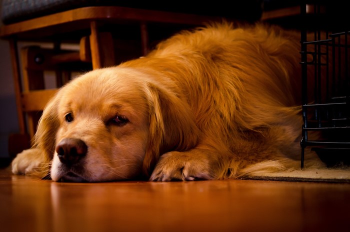 Golden Retriever dog lying on the floor