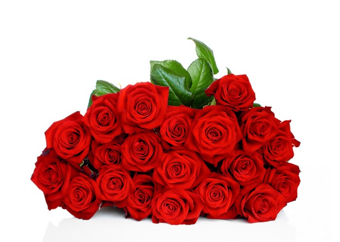 4K Red Roses on White Background