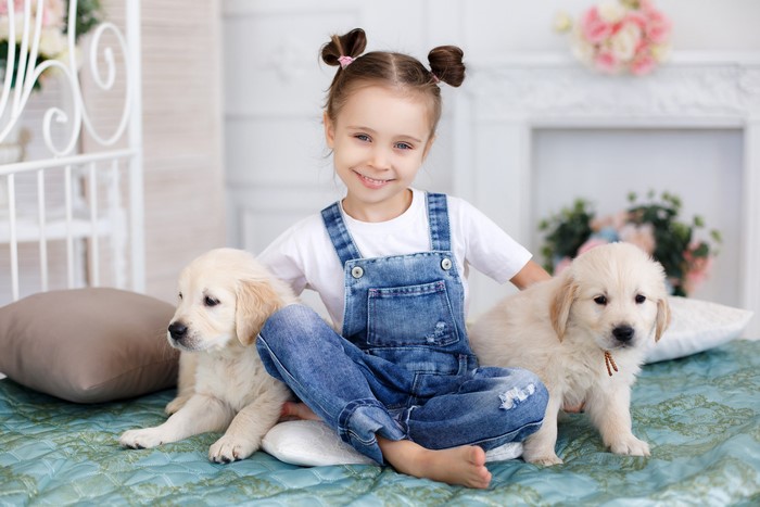 Girl with two golden retriever puppies